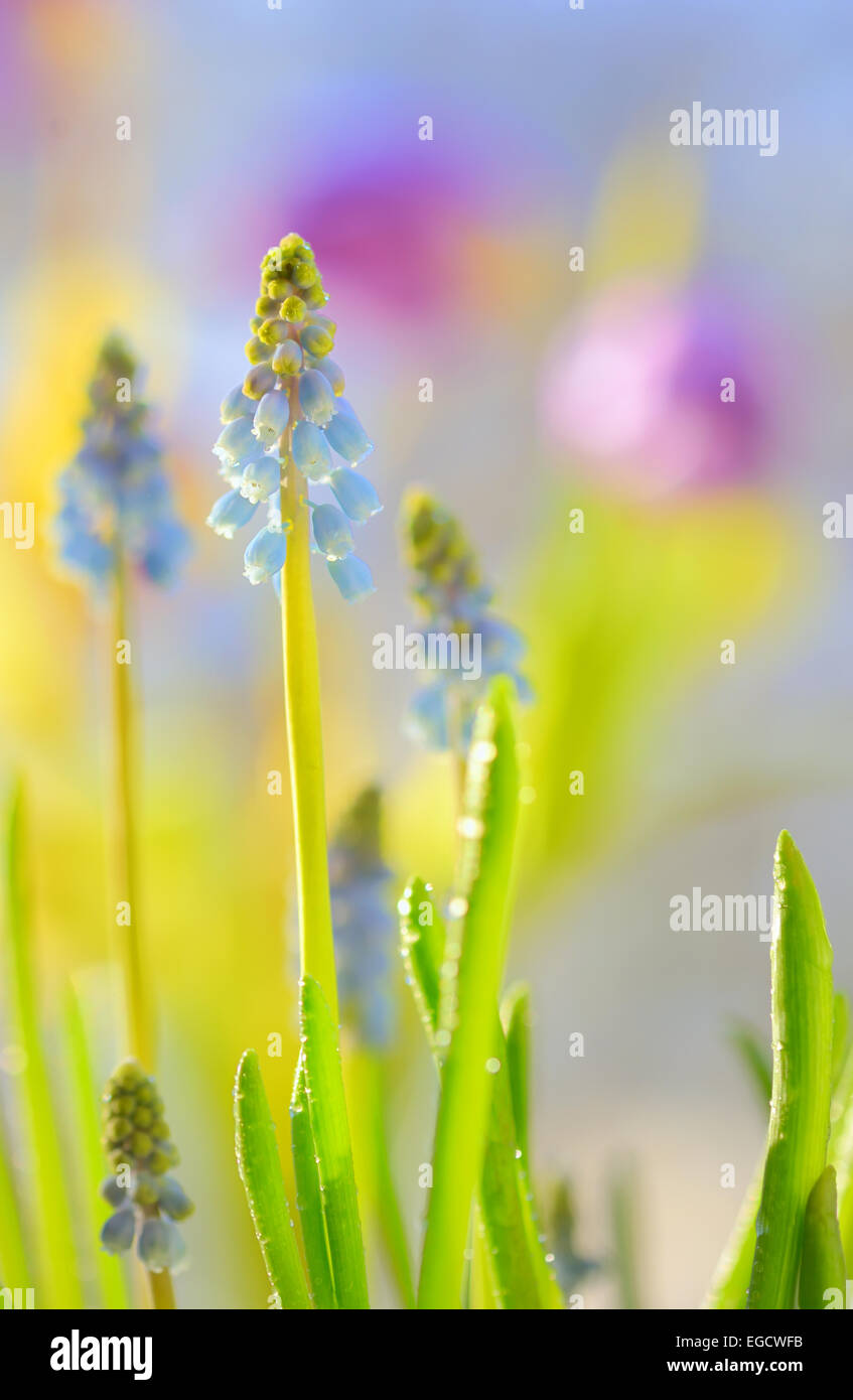 Muscari neglectum fleurs dans le jardin de printemps Banque D'Images