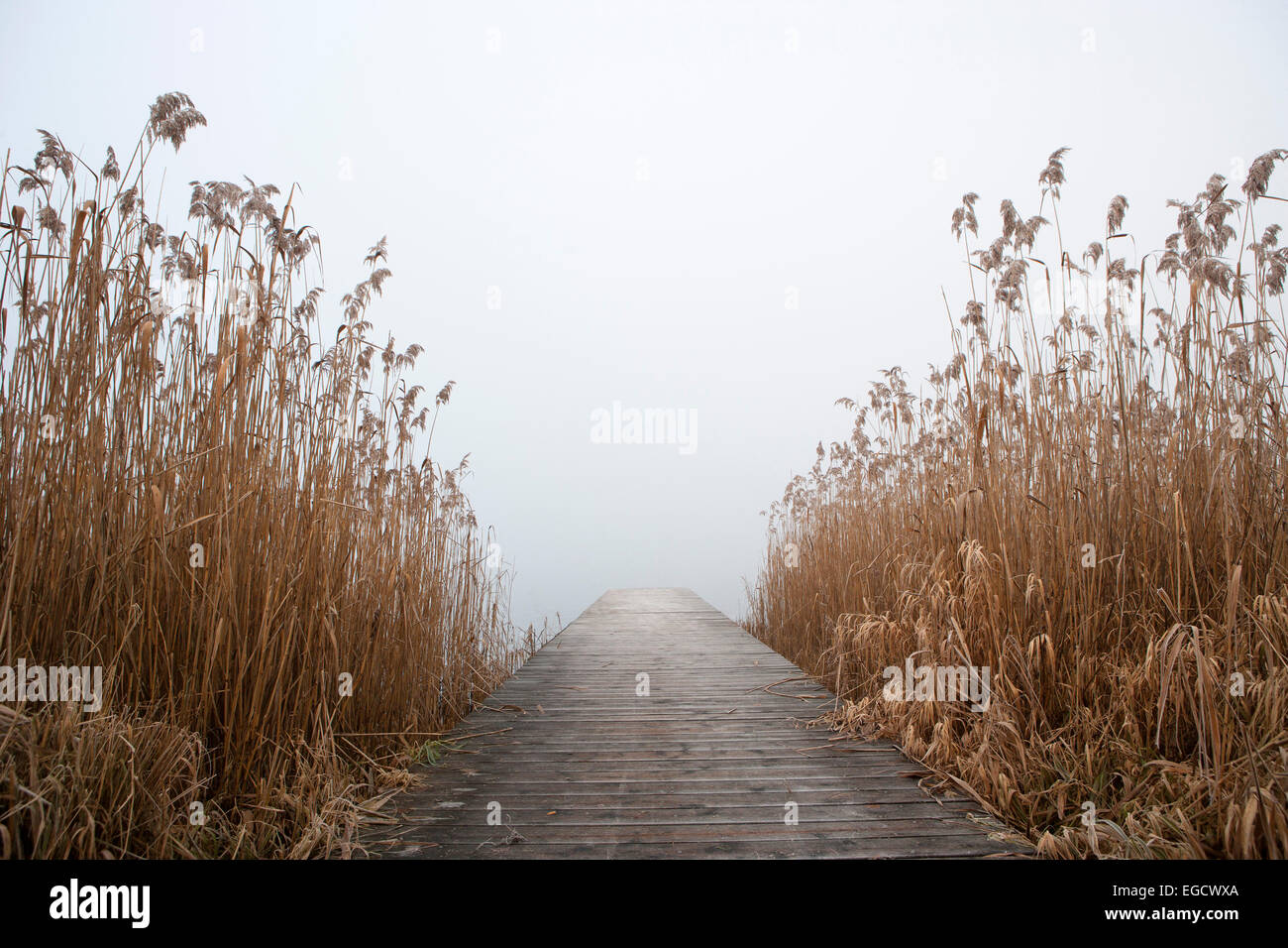 Jetée de baignade et de roseaux dans le brouillard du matin, le lac Irrsee, Salzkammergut, Haute Autriche, Autriche Banque D'Images