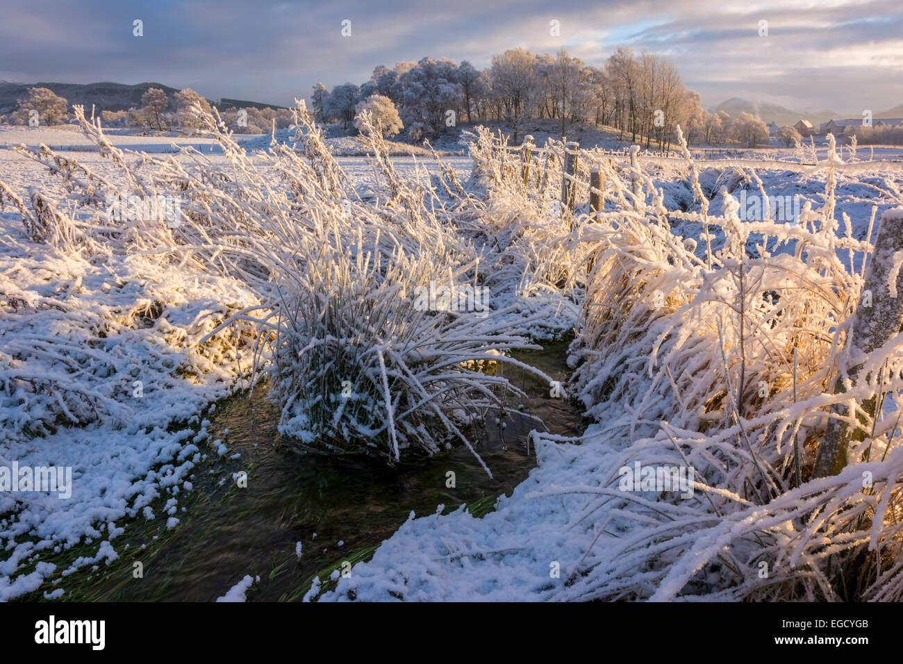 Paysage d'hiver à Aviemore, Highland, Ecosse, Royaume-Uni Banque D'Images