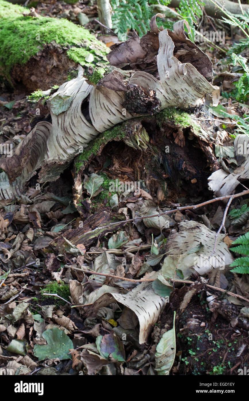 Bouleau pubescent (Betula pubescens). L'écorce du tronc d'un arbre mûr tombé. Une courte durée des espèces d'arbres, l'écorce reste préservée. Banque D'Images