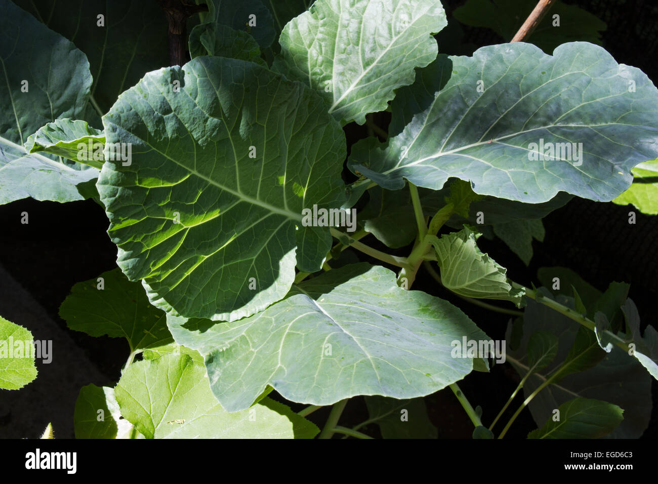Chou vert plante (Brassica oleracea) Banque D'Images