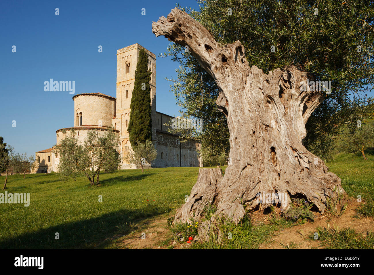 Vieil olivier près de l'abbaye de Sant Antimo, Abbaye de Sant Antimo, 12e siècle, l'architecture romane, près de Montalcino, province de Sienne, Toscane, Italie, Europe Banque D'Images