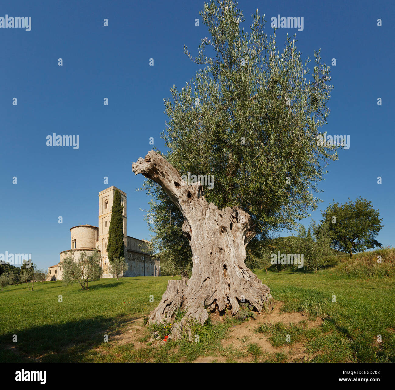 Vieil olivier près de l'abbaye de Sant Antimo, Abbaye de Sant Antimo, 12e siècle, l'architecture romane, près de Montalcino, province de Sienne, Toscane, Italie, Europe Banque D'Images