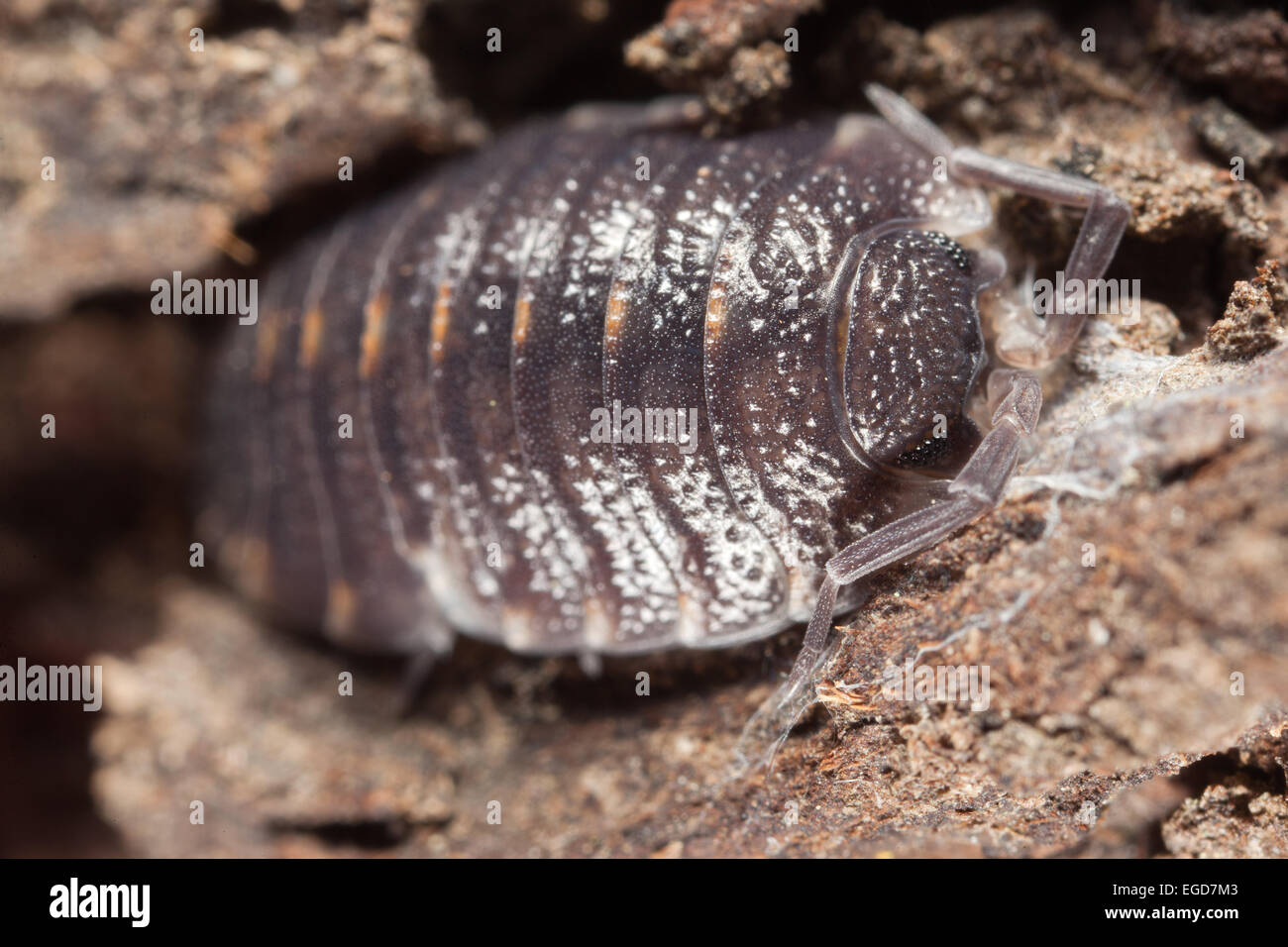 Armadillidium vulgare en macrophotographie Banque D'Images