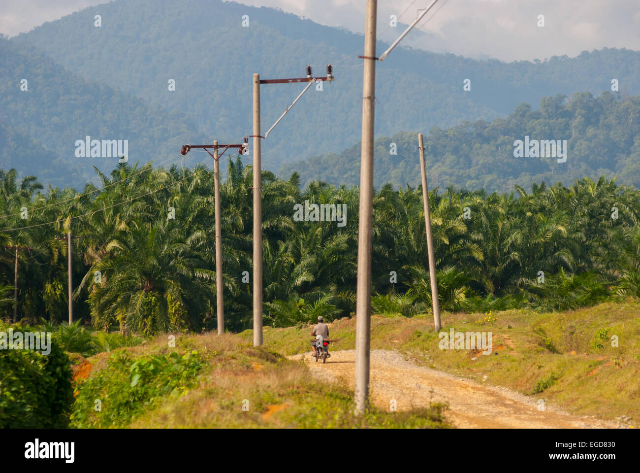 Automobiliste sur une route rurale au milieu d'une plantation de palmiers à huile à Langkat, au nord de Sumatra, en Indonésie. Banque D'Images