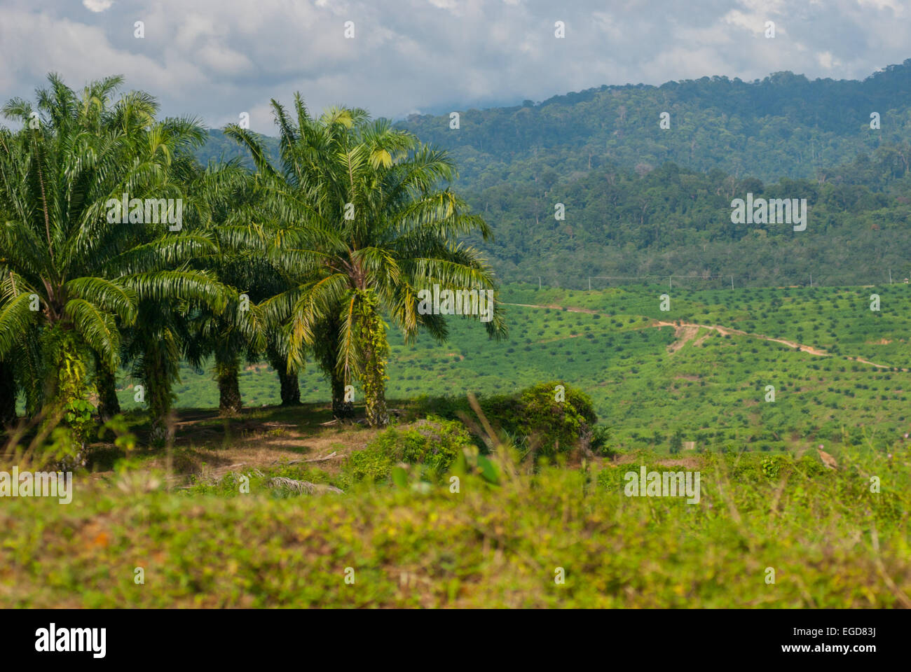 Plantation de palmier à huile à Langkat, dans le nord de Sumatra, en Indonésie. Banque D'Images