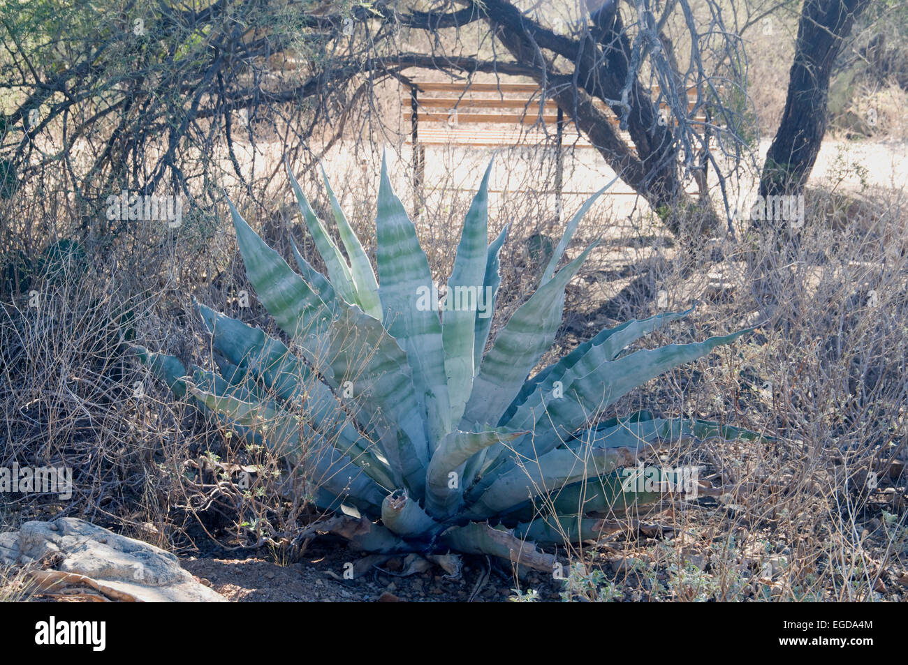 Agave gigantensis Banque D'Images