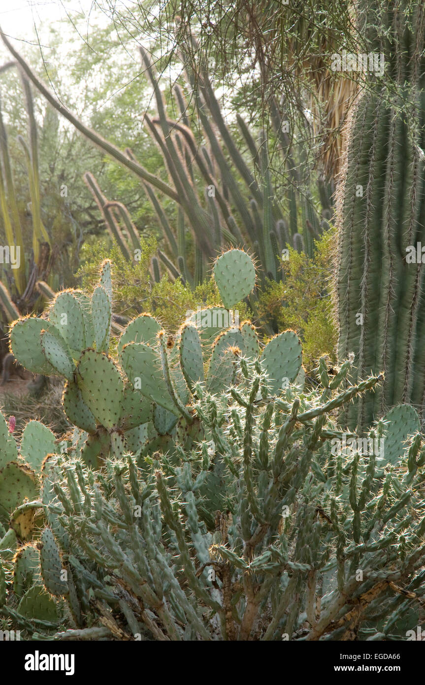 Scène avec un assortiment de Cactus du désert Banque D'Images
