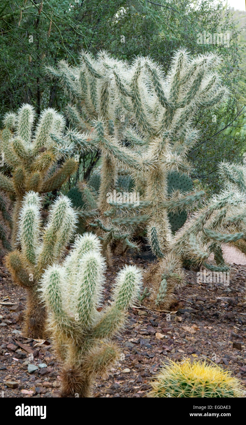 Cylindropuntia fulgida, sauter ou pendaison, cactus cholla, chaîne Banque D'Images