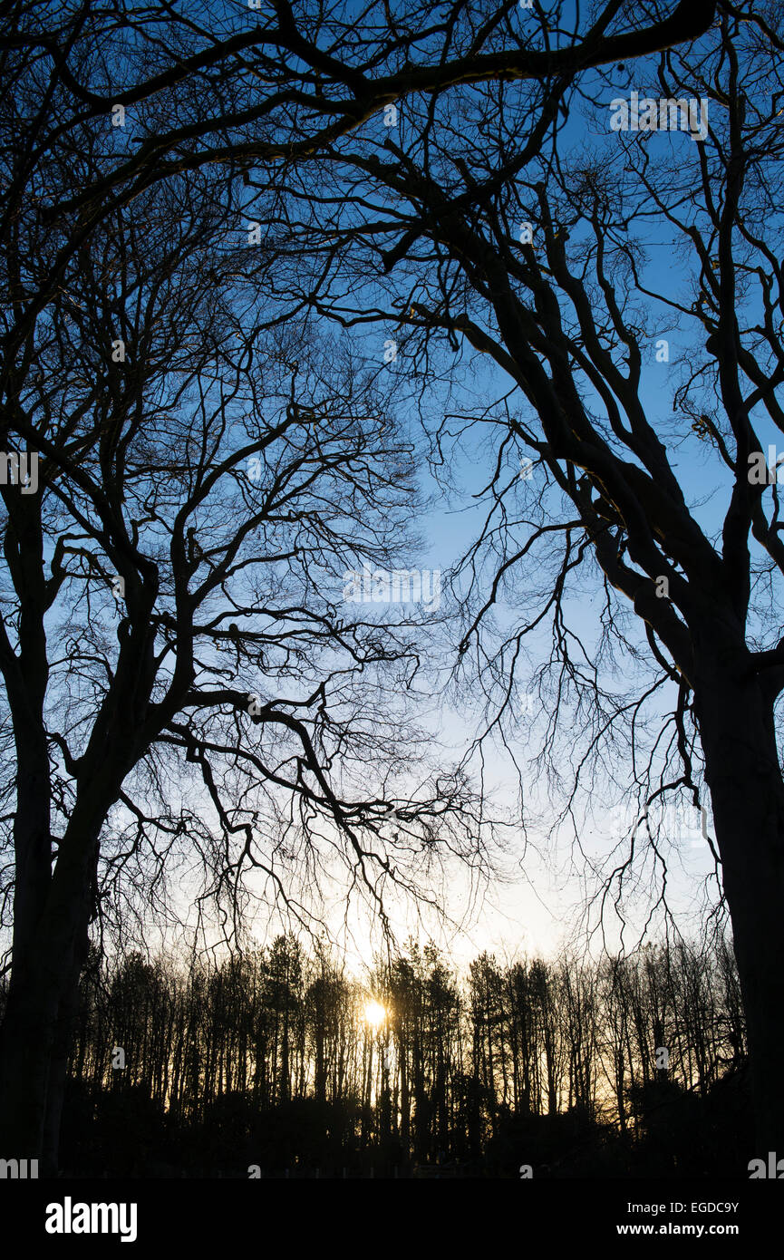 Lever du soleil à travers les arbres d'hiver silhouette. UK Banque D'Images