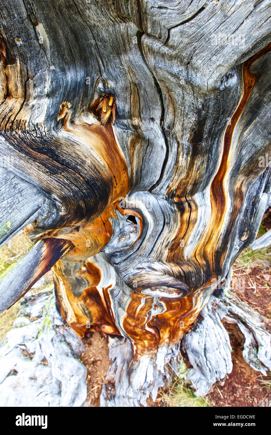 Les débris d'un pin suisse, Tamangur, Basse-engadine, Canton des Grisons, Suisse Banque D'Images