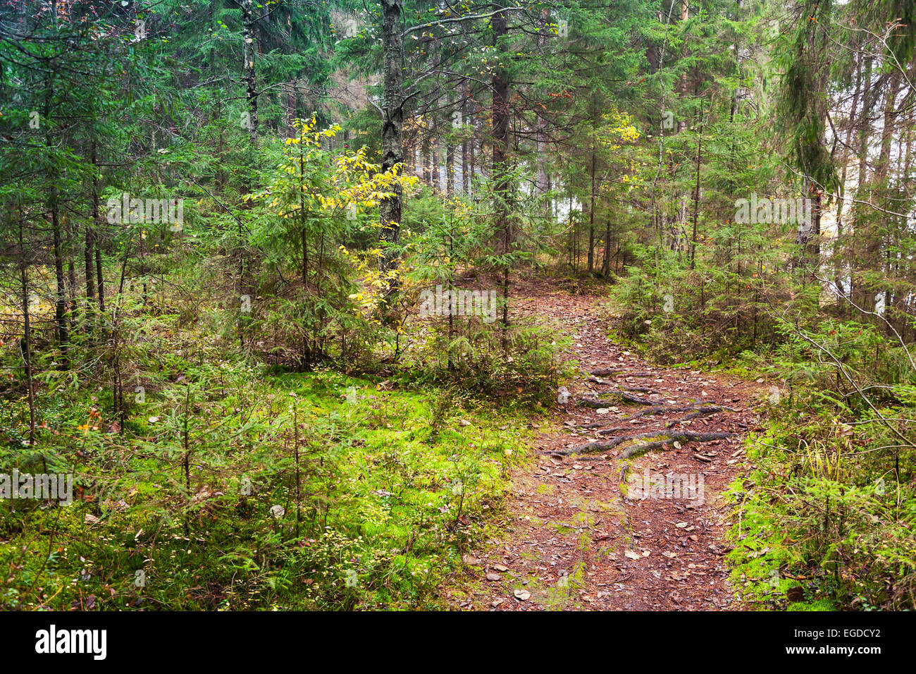 Voie vide dans la pinède, la Carélie, Russie. Tons vintage photo avec effet de filtre Banque D'Images