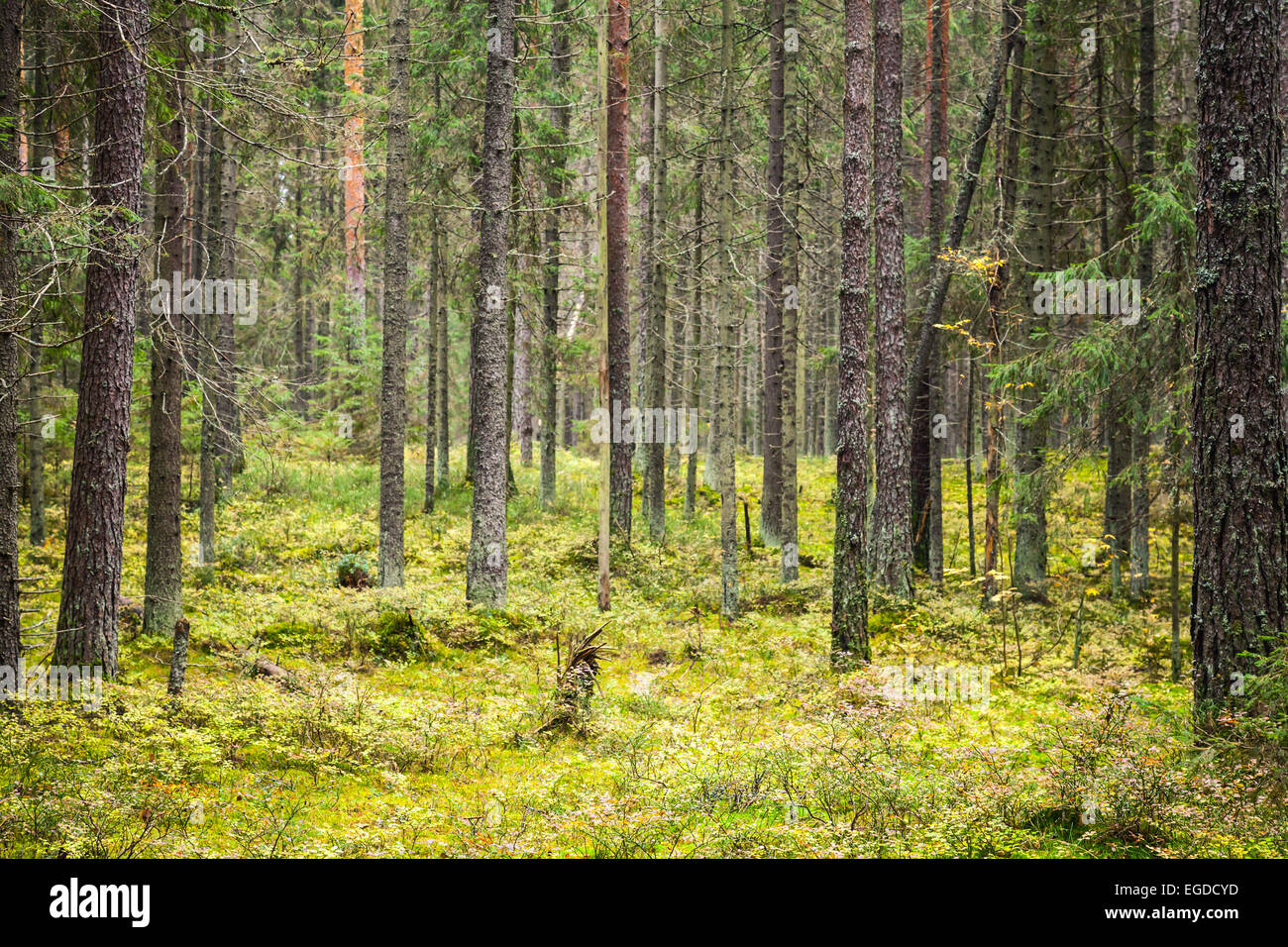 Paysage de forêt de pins, la Carélie, Russie. Tons vintage photo avec effet de filtre Banque D'Images