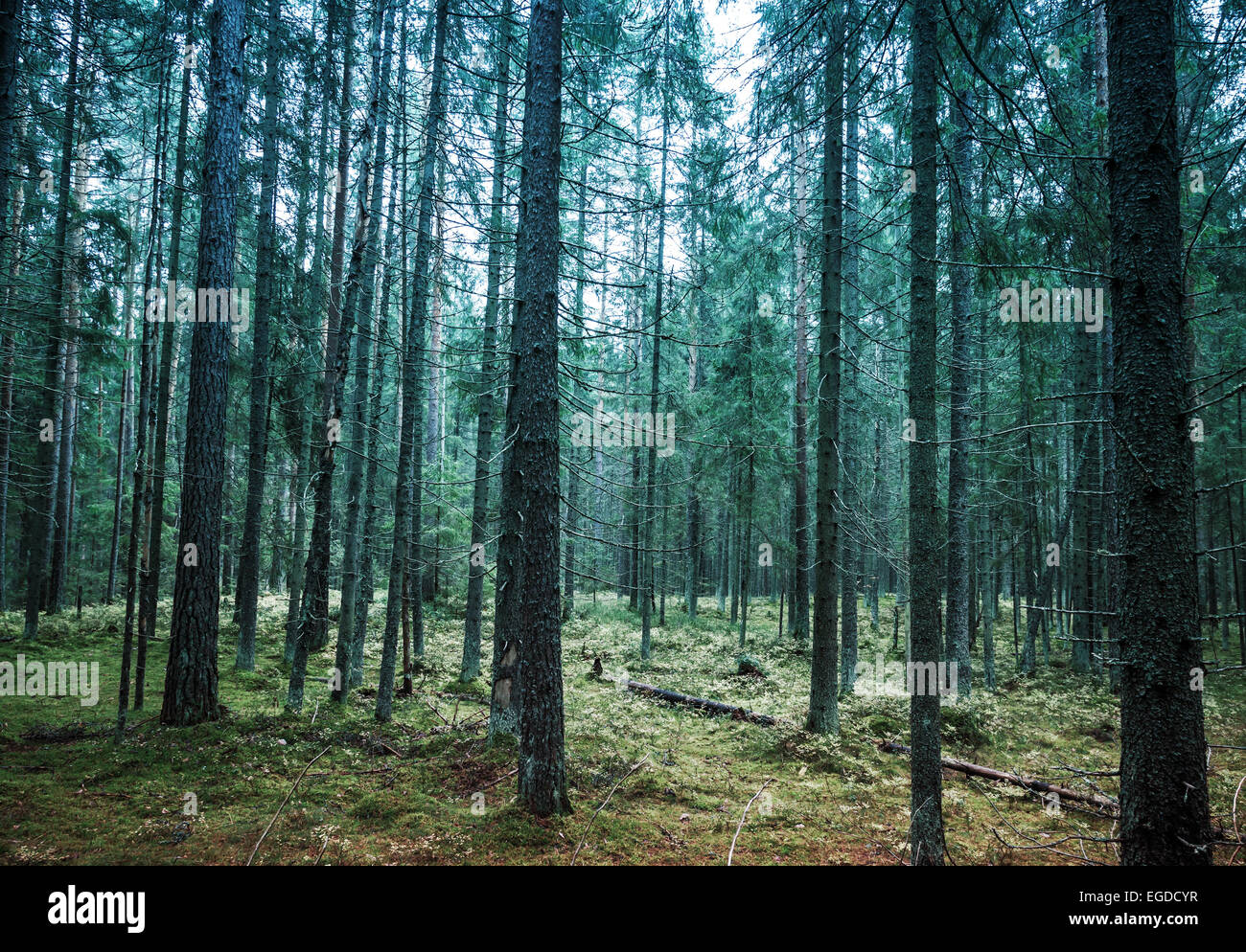 Paysage de forêt de pins sombres, la Carélie, Russie. Tons vintage photo avec effet de filtre Banque D'Images