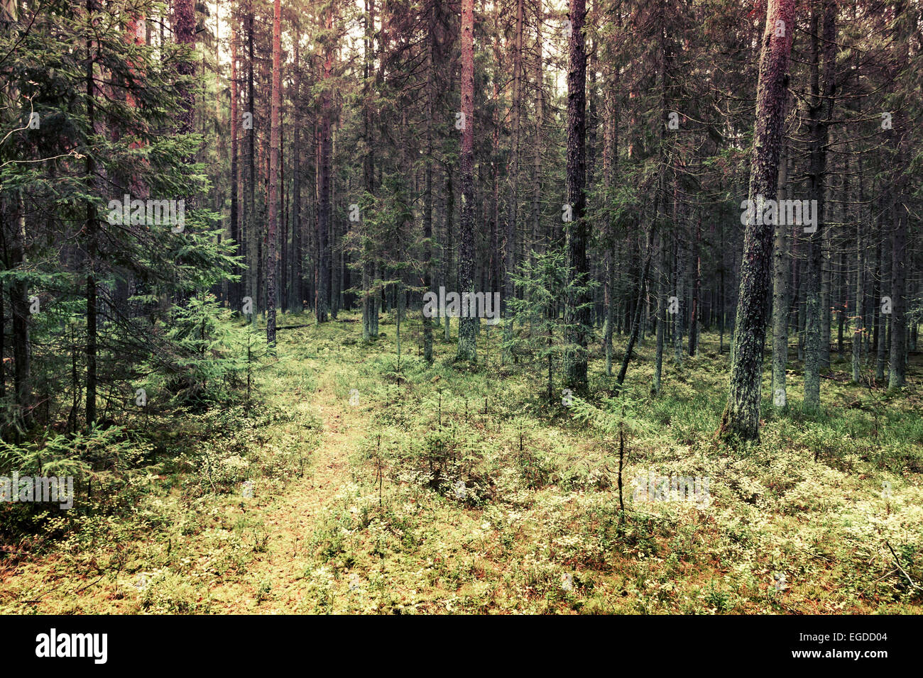 Sentier en forêt de pins, la Carélie, Russie. Tons vintage photo avec effet de filtre Banque D'Images