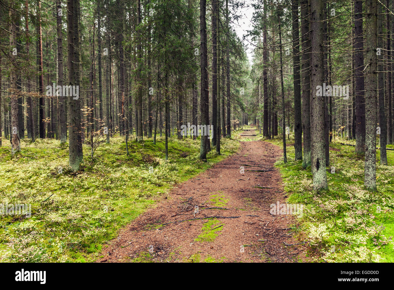 À vide, dans la pinède, la Carélie, Russie. Tons vintage photo avec effet de filtre Banque D'Images