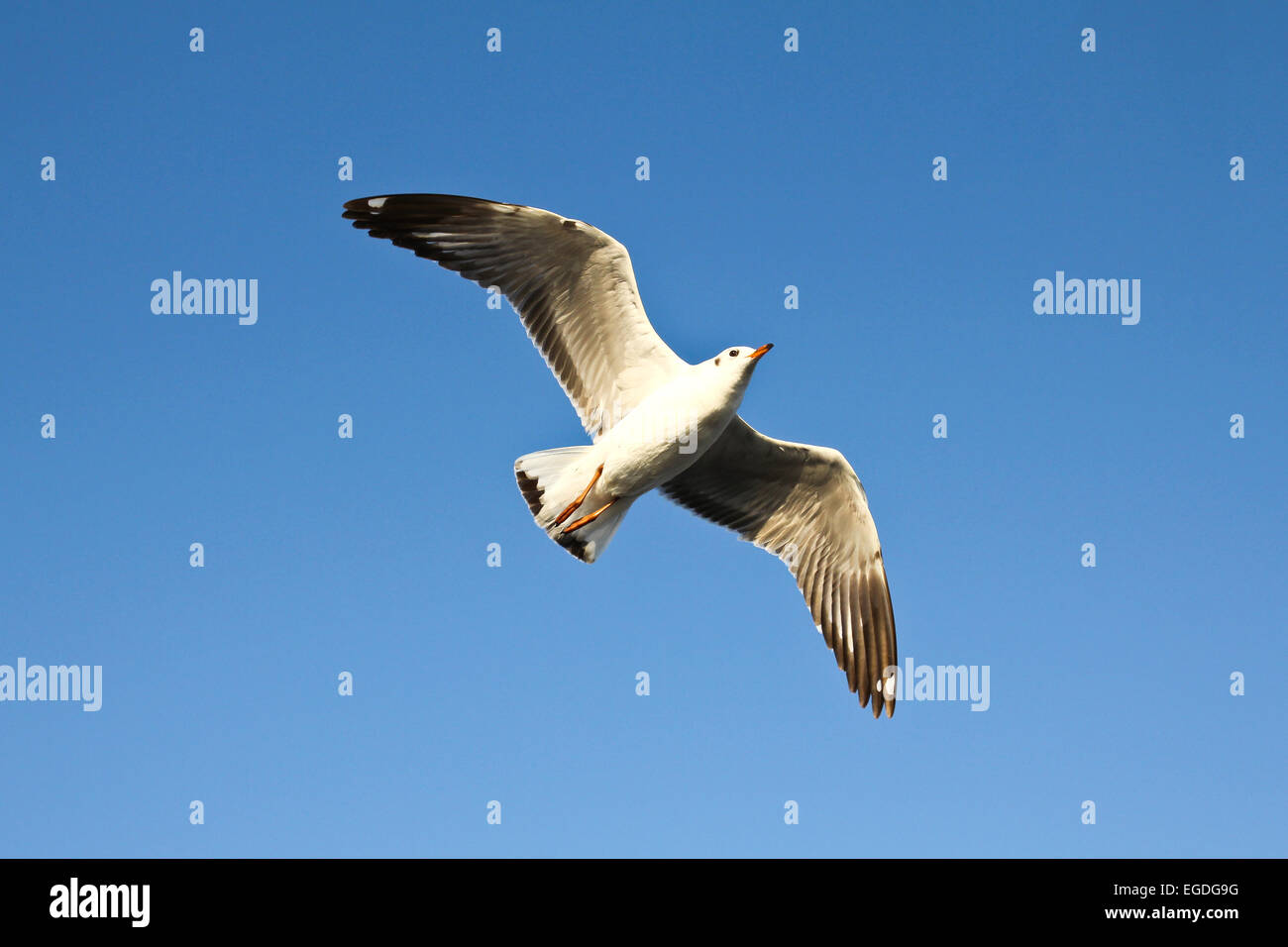 Vol de mouettes sur fond de ciel bleu. Banque D'Images
