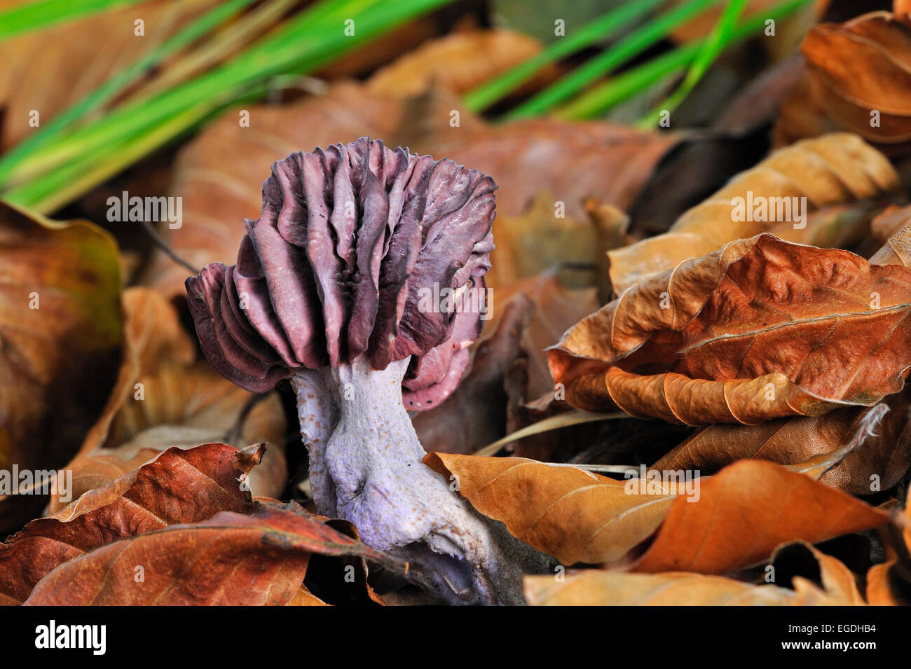 Le fourbe améthyste (Laccaria amethystina / champignon Laccaria amethystea) entre les feuilles d'automne sur le sol de la forêt Banque D'Images