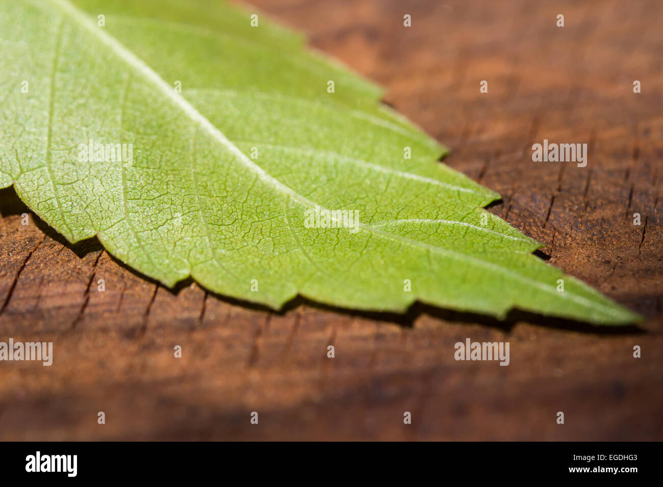 Feuille verte sur fond de bois texture macro closeup Banque D'Images