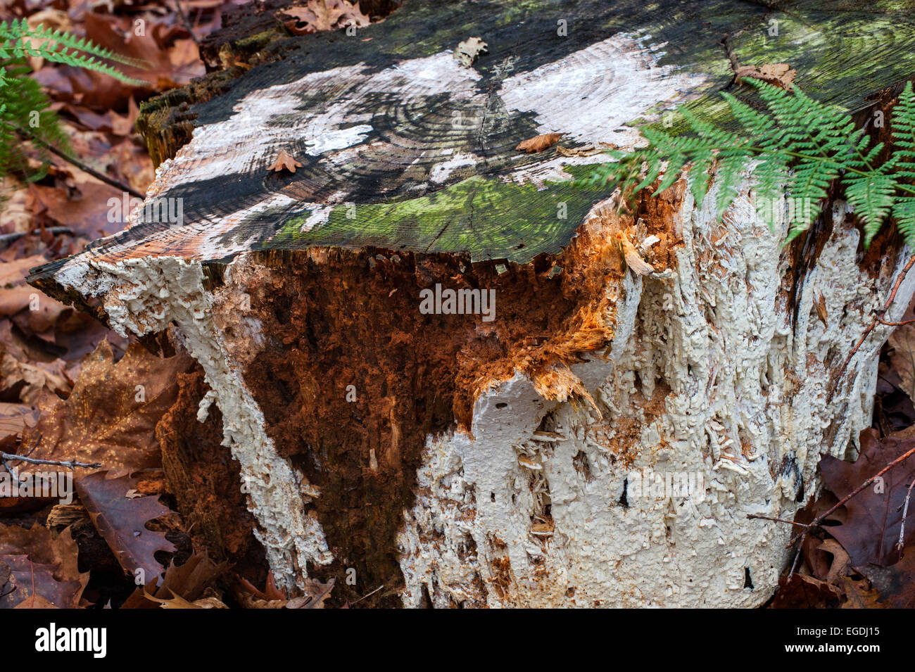 Antrodia xantha champignons couvrant souche d'arbre et causant la pourriture blanche Banque D'Images