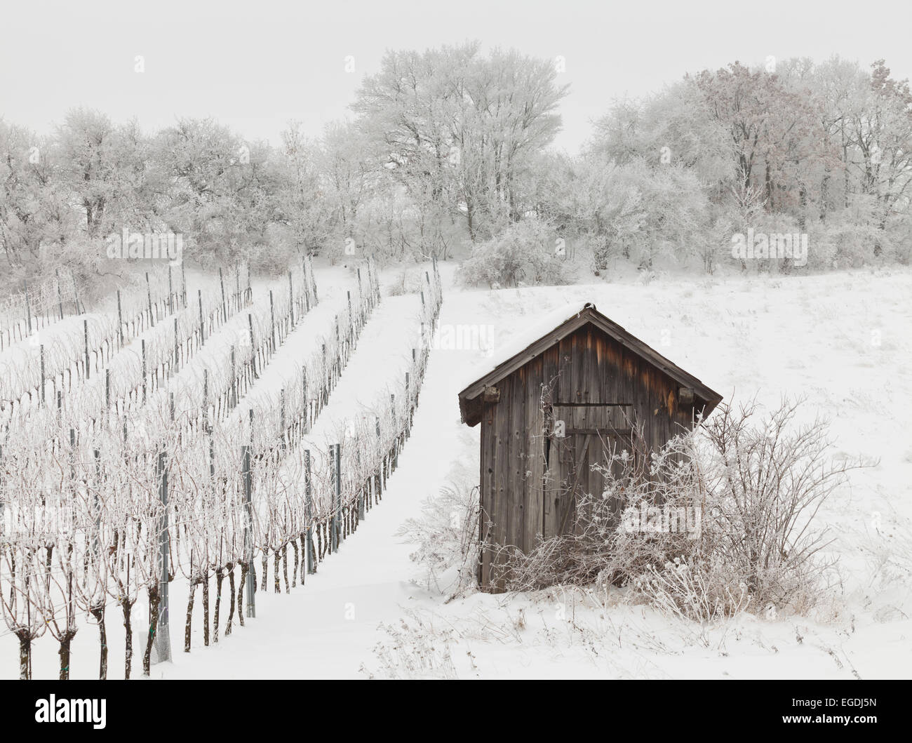 Vignes en hiver près de Baden, près de Vienne, Thermenregion, Basse Autriche, Autriche Banque D'Images