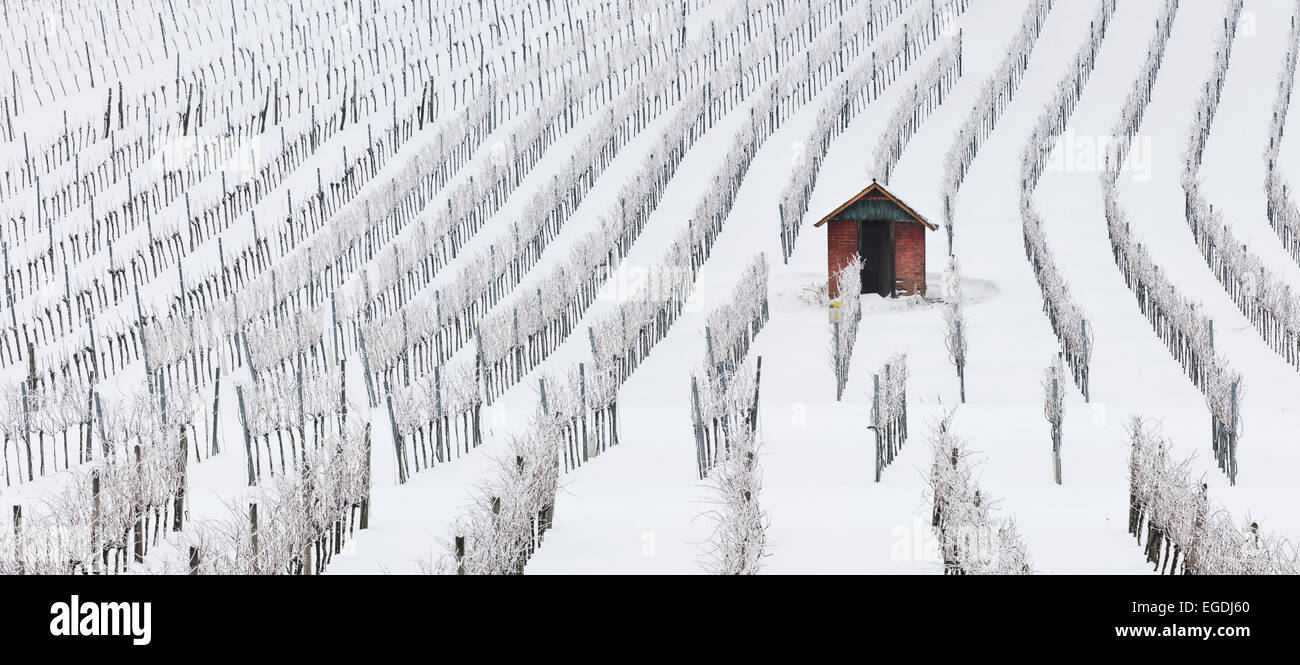 Vignes en hiver près de Baden, près de Vienne, Thermenregion, Basse Autriche, Autriche Banque D'Images
