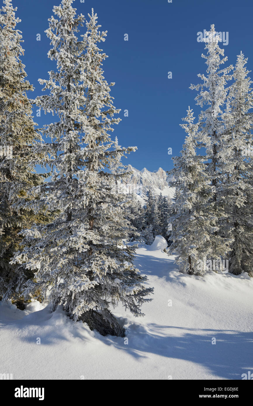 Vue du Hoher Dachstein à Rossbrand, Filzmoos, Autriche, Pays de Salzbourg Banque D'Images