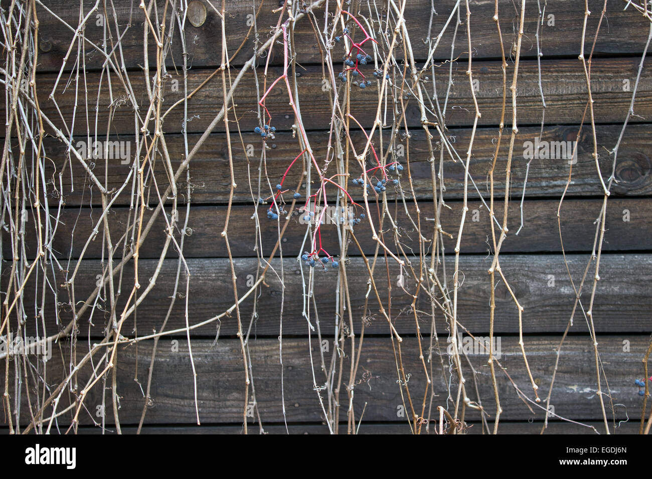 Branches sèches sur fond de bois vieux Banque D'Images