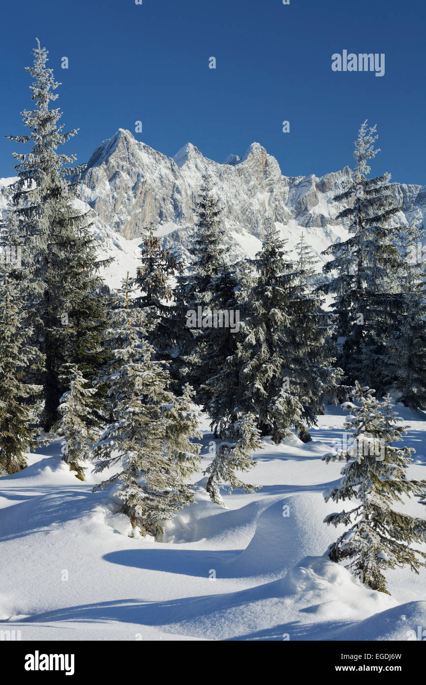 Vue du Hoher Dachstein à Rossbrand, Filzmoos, Autriche, Pays de Salzbourg Banque D'Images