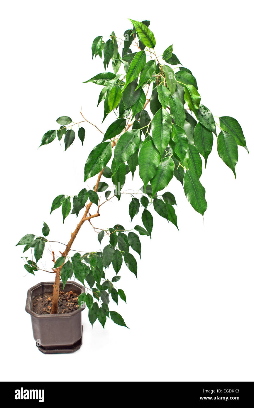 Ficus Benjamin en pot isolated on white Banque D'Images