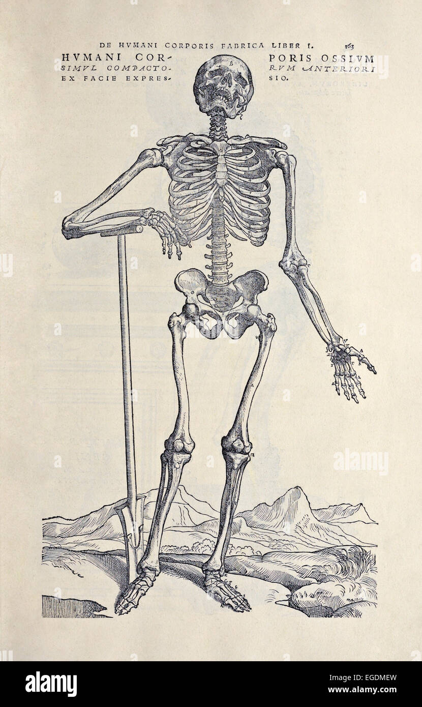 Humani Corporis Ossium, un squelette articulé de l''De De humani corporis fabrica libri septem' par Andreas Vesalius (1514-1564) publié en 1543. Voir la description pour plus d'informations. Banque D'Images