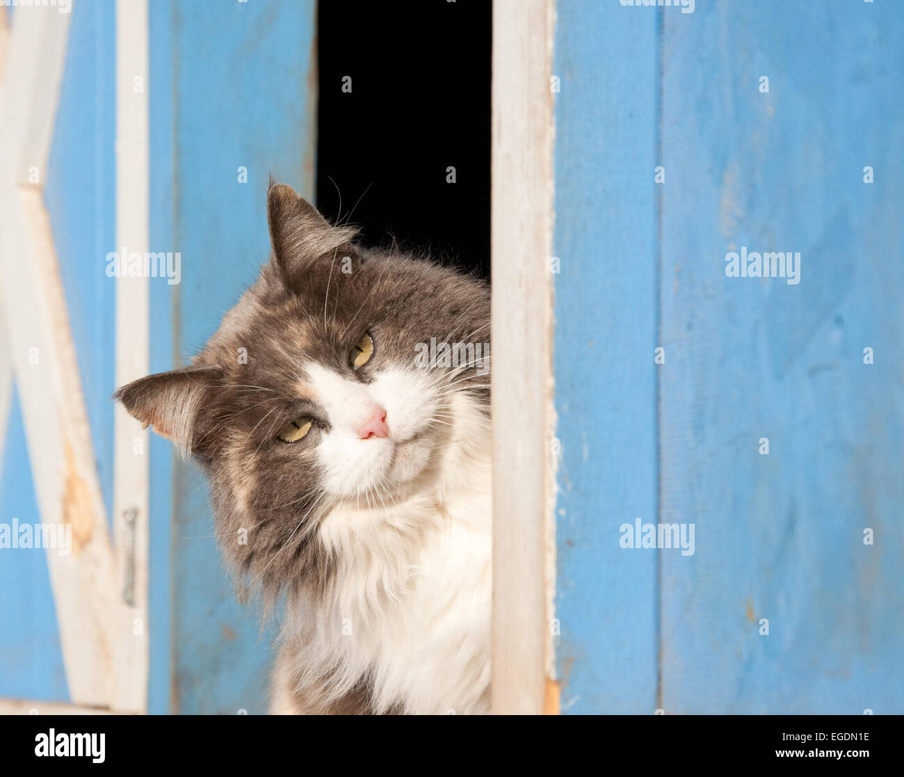 Chat Calico peeking out d'une grange bleu Banque D'Images