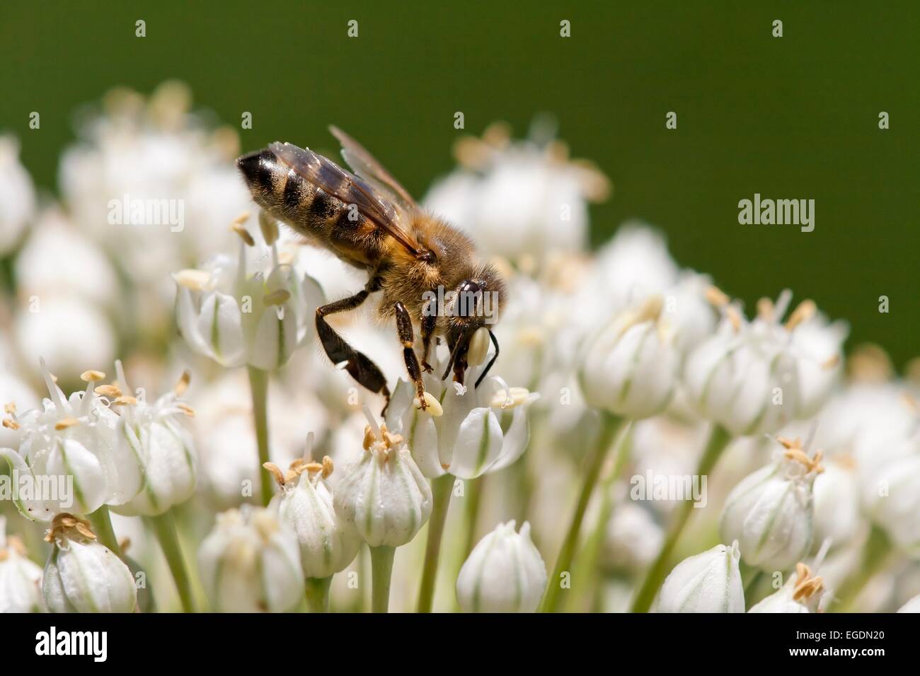 Abeille d’alimentation Banque D'Images
