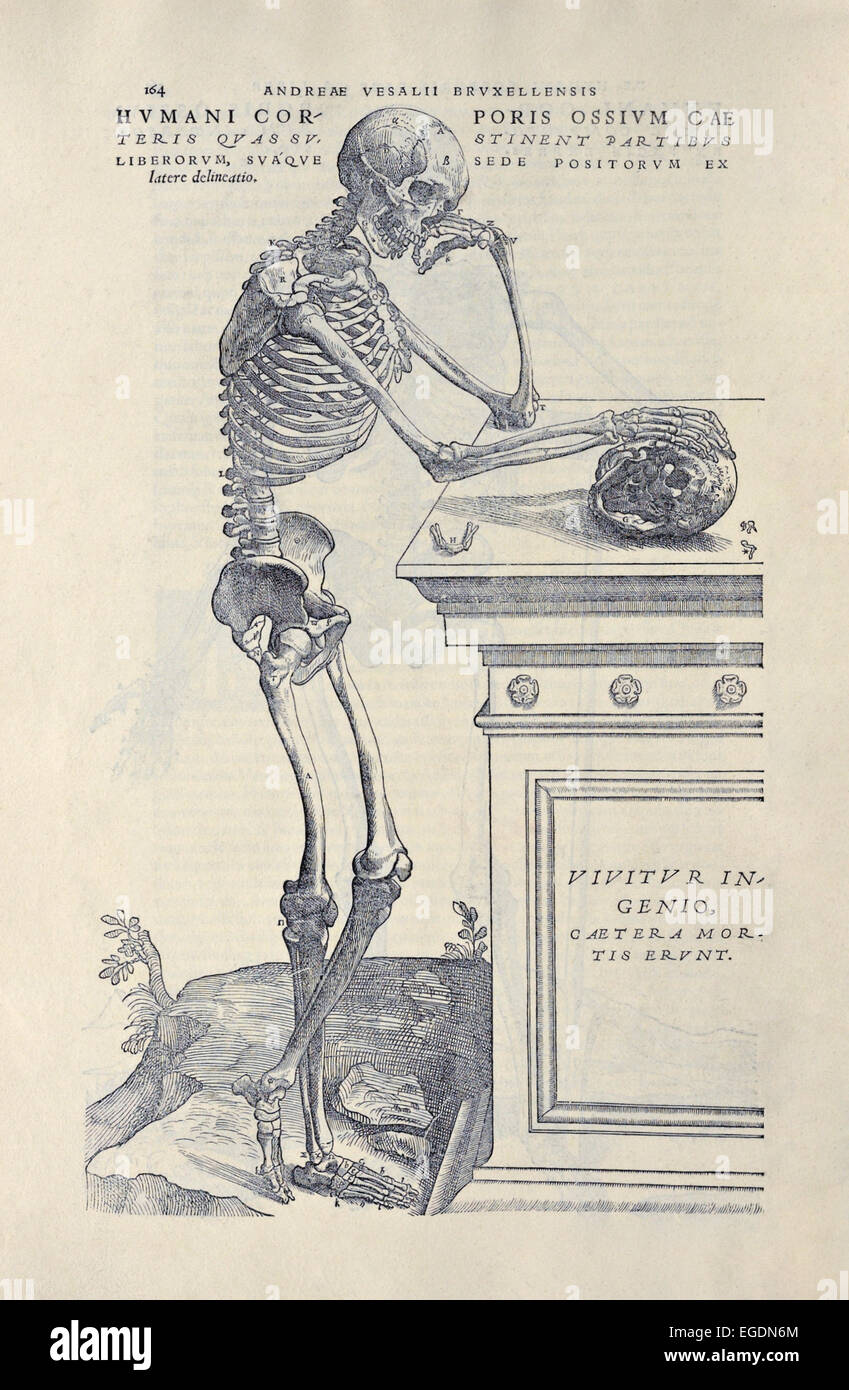 Un squelette articulé de l''De De humani corporis fabrica libri septem' par Andreas Vesalius (1514-1564) publié en 1543. Voir la description pour plus d'informations. Banque D'Images