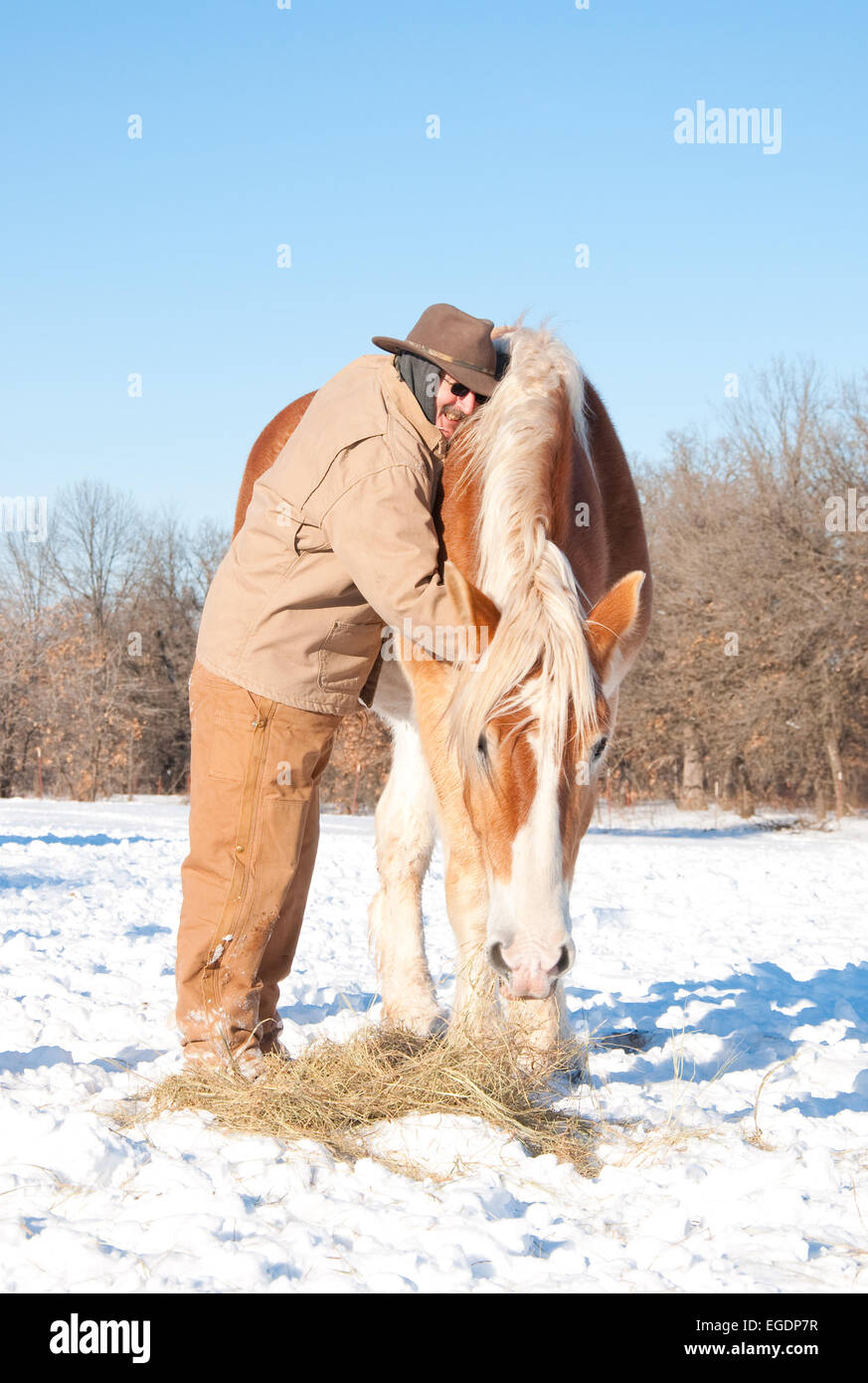 Man hugging un grand cheval de trait belge, emmitouflés dans des vêtements d'hiver sur une froide journée d'hiver amer Banque D'Images