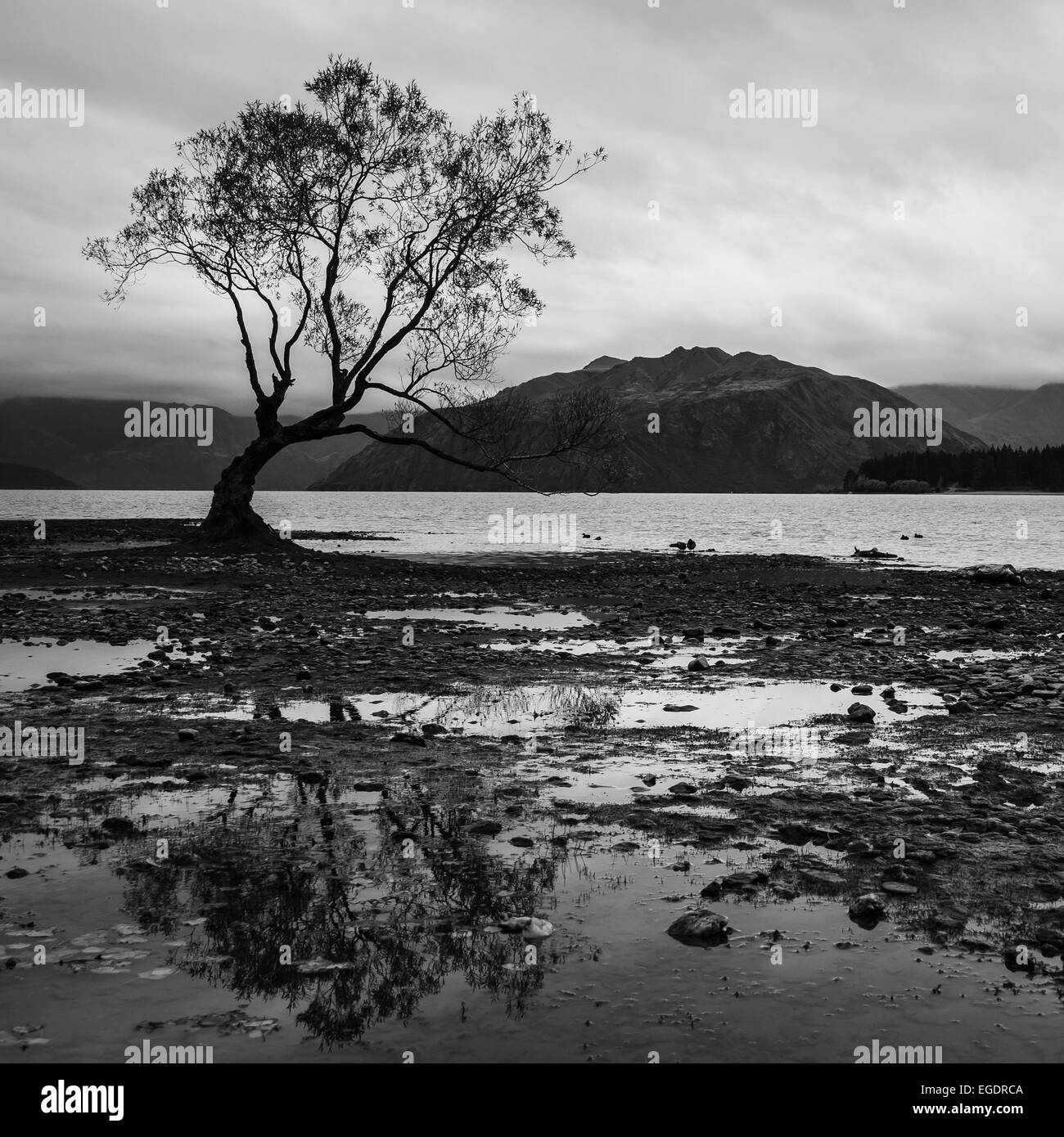 La lonely tree de Wanaka, Nouvelle-Zélande Banque D'Images