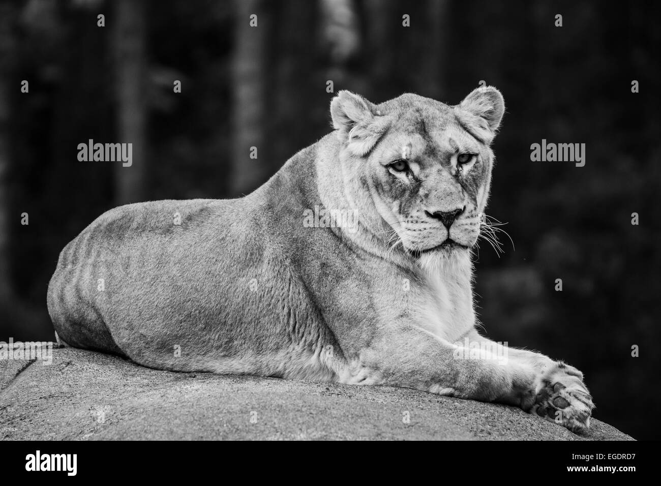 Portrait de Lion Banque D'Images