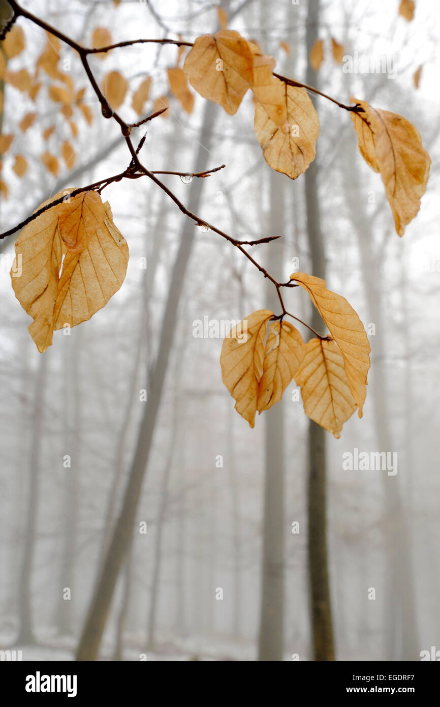 Brown automne feuilles de hêtre sur branches délicates dans une forêt de hêtres en hiver avec les hêtres flou dans le brouillard à l'arrière-plan, Central Hesse, Allemagne Banque D'Images