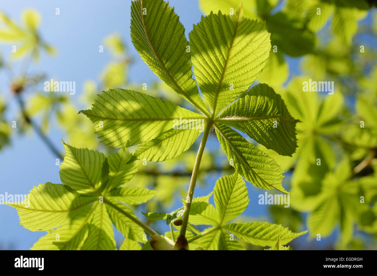 Les jeunes feuilles fraîches chestnut tree against a blue sky, Hesse, Allemagne Banque D'Images