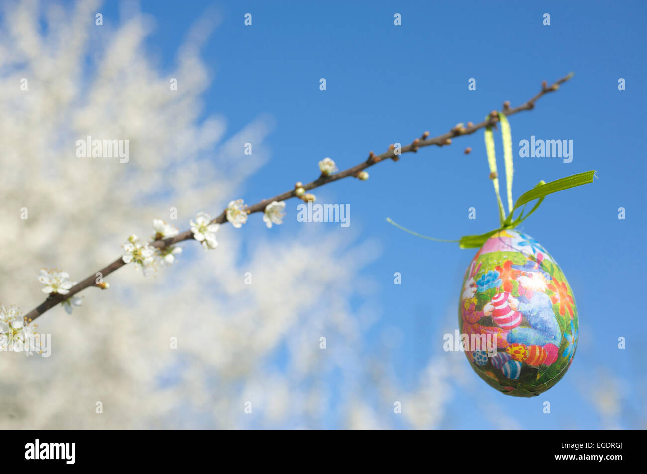 Easter Egg hanging sur un branche d'un buisson blanc, bleu ciel avec des fleurs blanches Banque D'Images