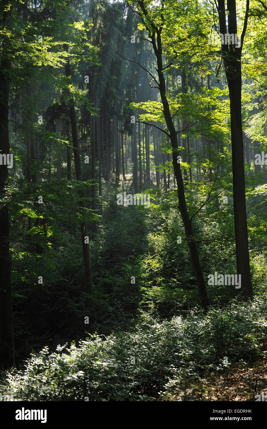 Forêt mixte avec des arbres en premier plan, poutres de soleil, Central Hesse, Hesse, Allemagne Banque D'Images