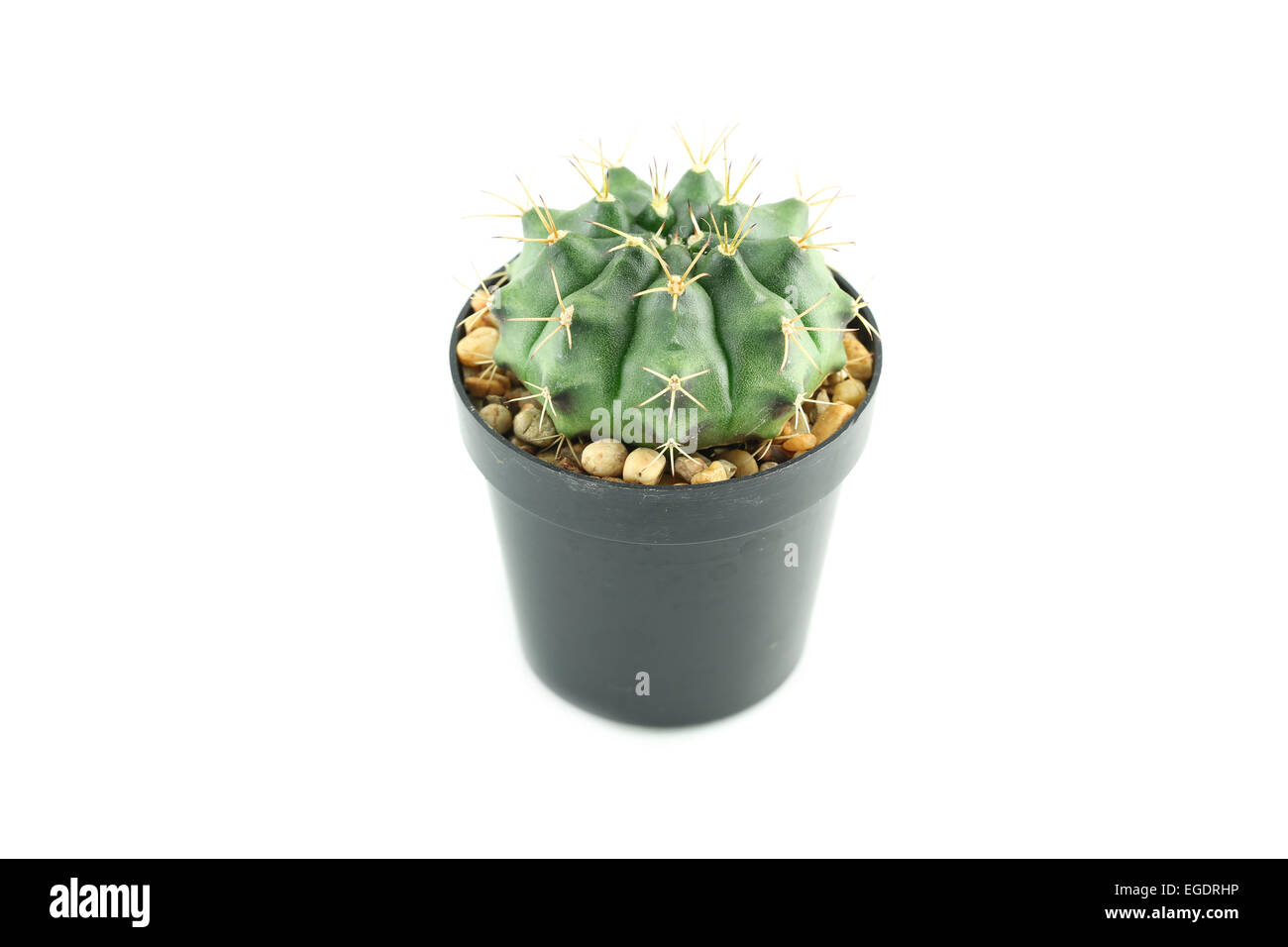 Cactus en pot de fleur sur fond blanc. Banque D'Images