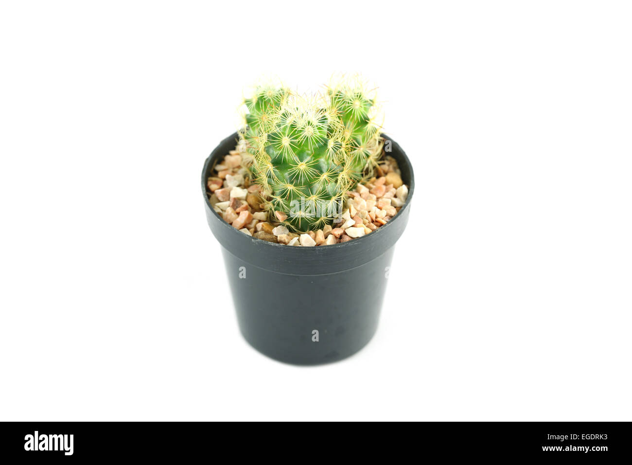 Cactus en pot de fleur sur fond blanc. Banque D'Images