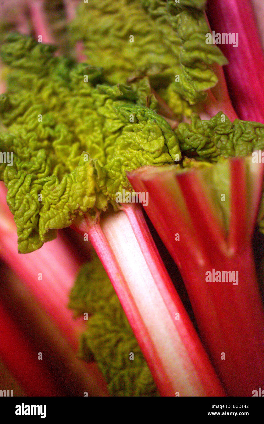 Bâtonnets de rhubarbe Banque D'Images
