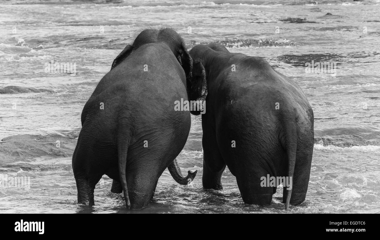 L'éléphant au parc national du Sri Lanka Banque D'Images