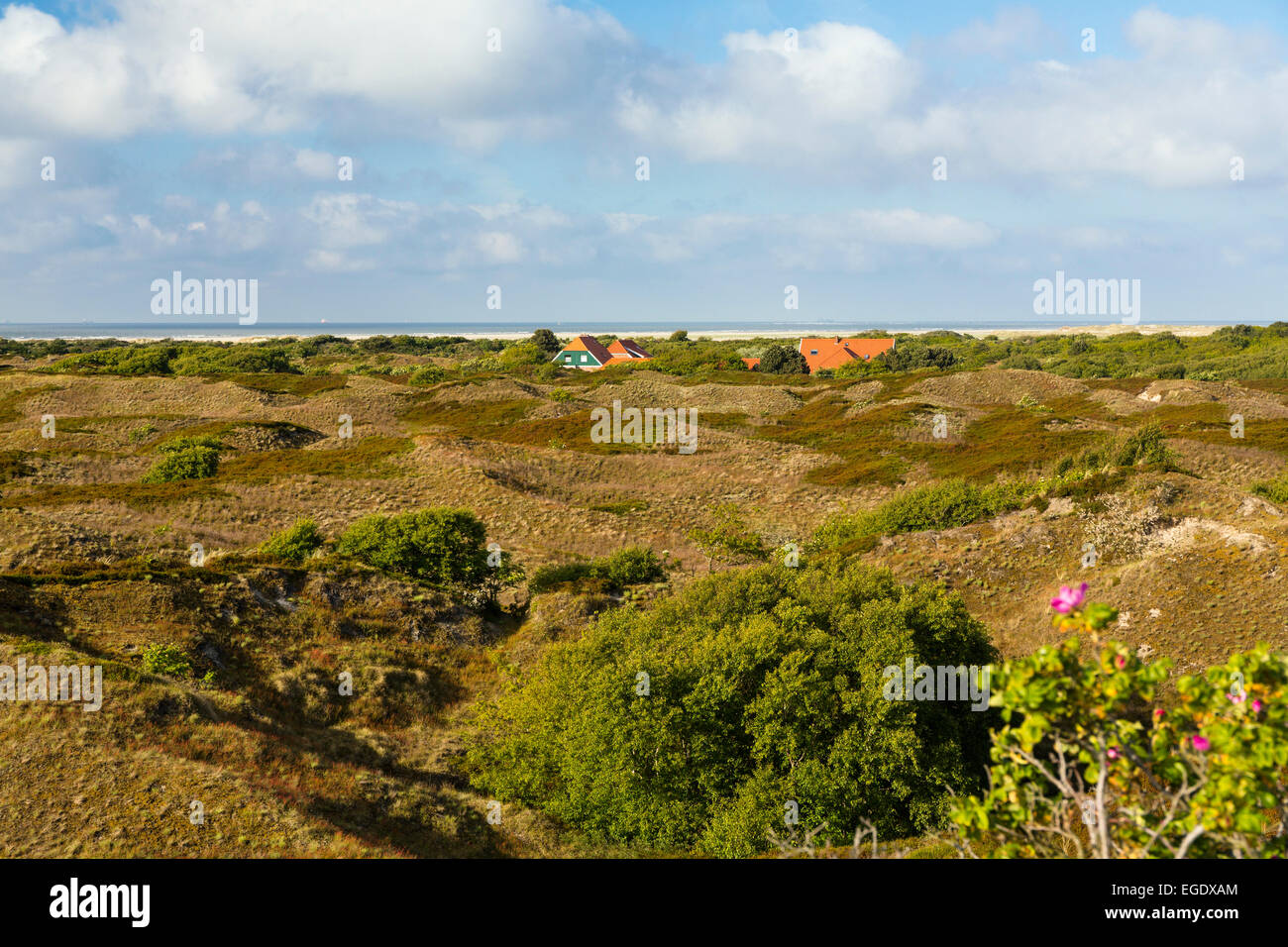 Dunes, Spiekeroog Island, Parc National, Mer du Nord, îles de la Frise orientale, Frise orientale, Basse-Saxe, Allemagne, Europe Banque D'Images