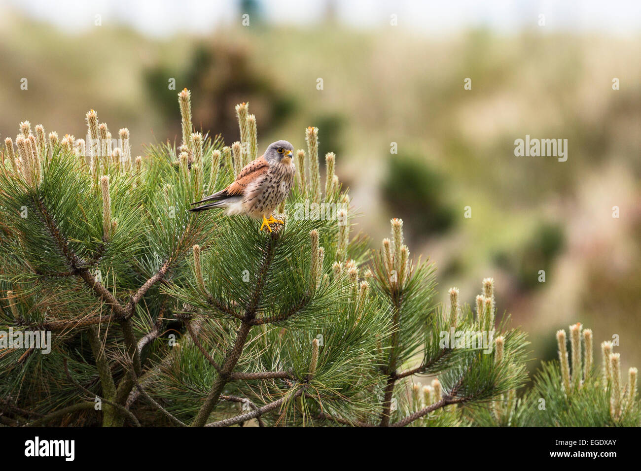 Kestrel dans un pin, Falco tinnunculus, homme, l'Île Spiekeroog, Nationalpark, Mer du Nord, îles de la Frise orientale, Frise orientale, Basse-Saxe, Allemagne, Europe Banque D'Images