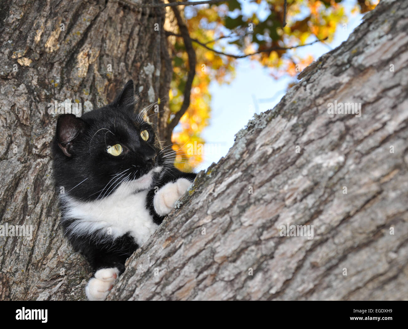 Noir et blanc expressif tuxedo cat in a tree Banque D'Images