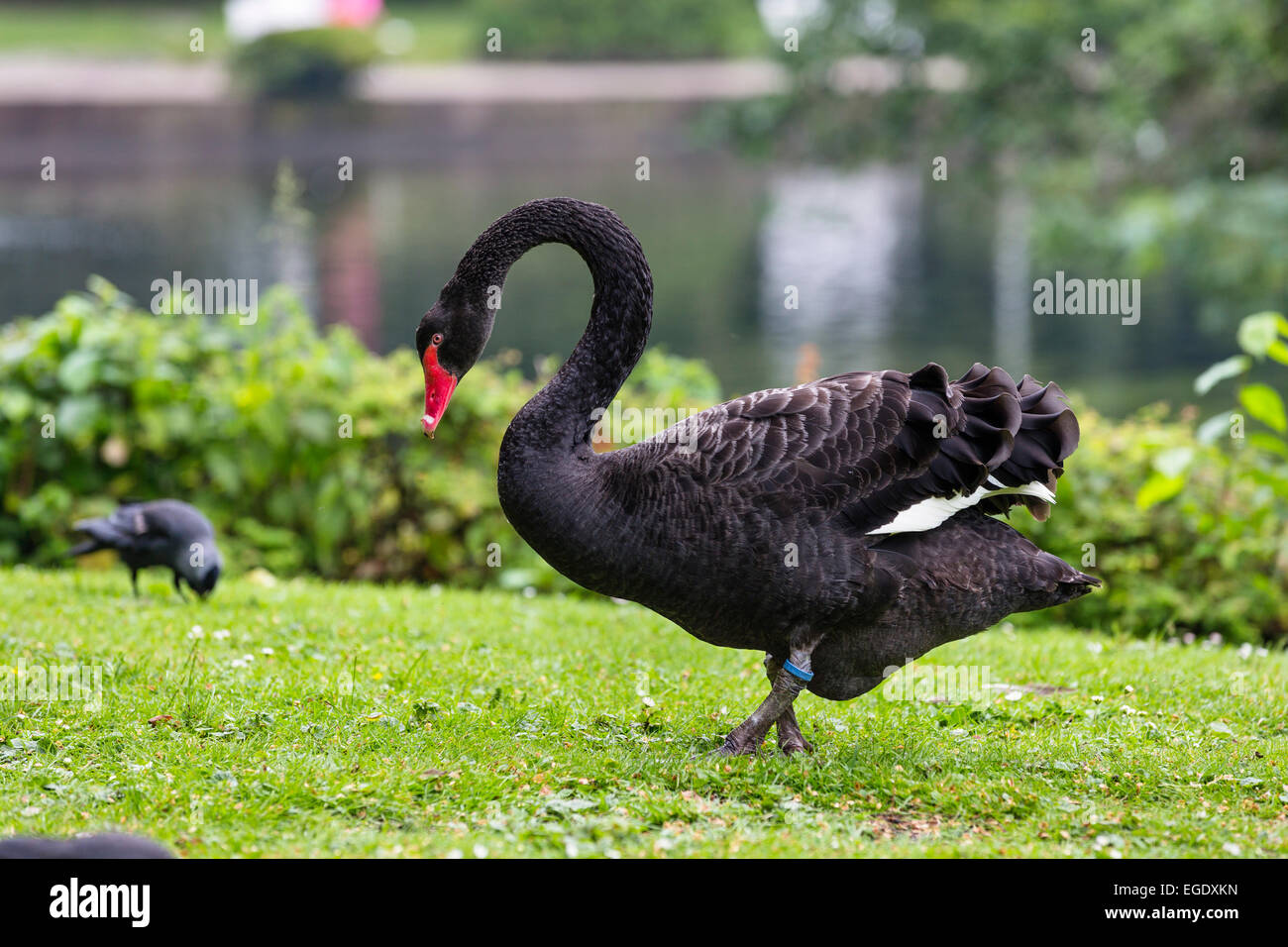 Black Swan dans les jardins du spa, Cygnus atratus, l'île de Norderney, Nationalpark, Mer du Nord, îles de la Frise orientale, Frise orientale, Basse-Saxe, Allemagne, Europe Banque D'Images