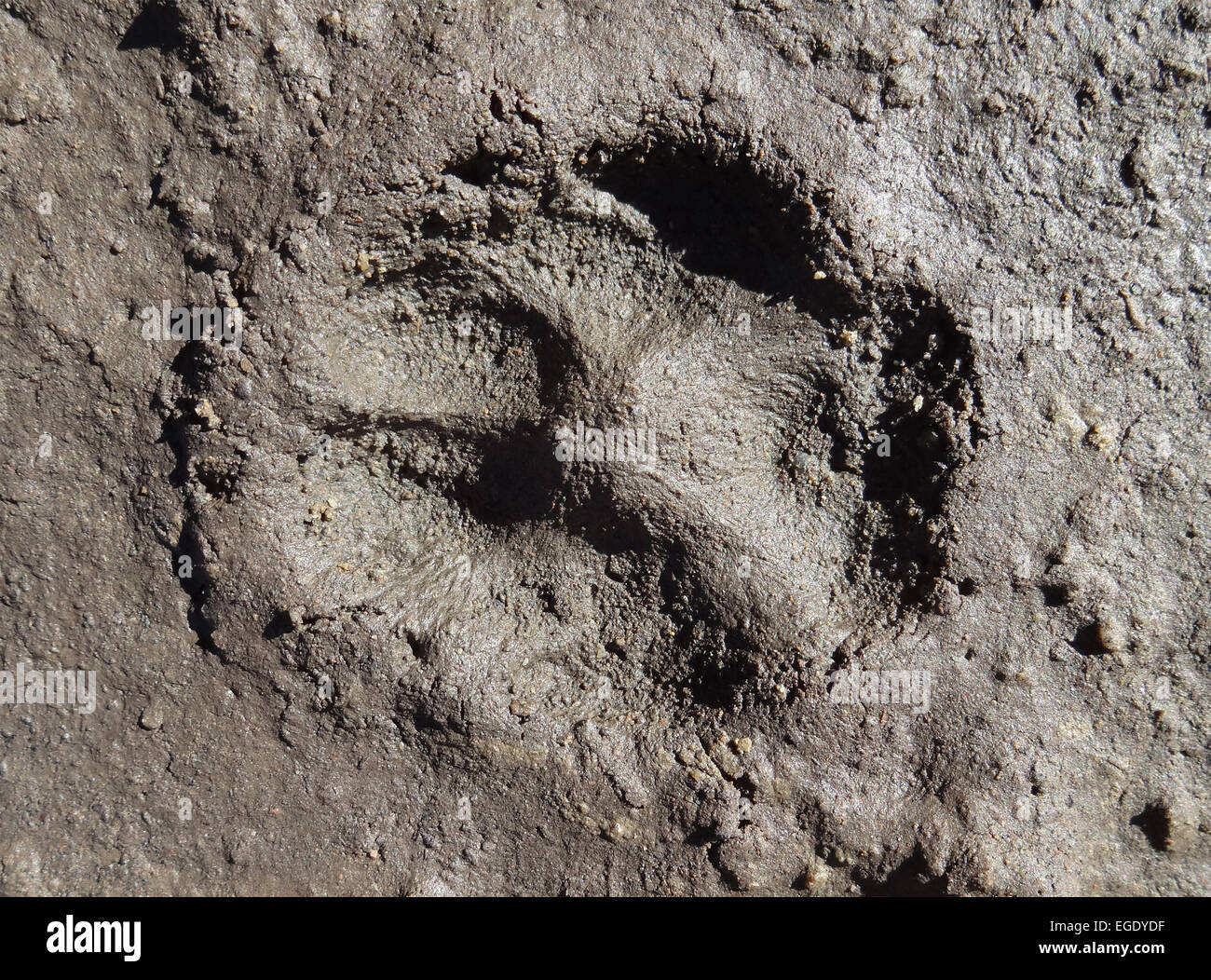 Piste de renard Banque de photographies et d’images à haute résolution
